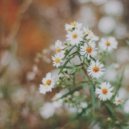 Mad Animals - Blood/Veins