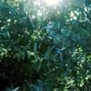 Lux Natura - Forest Floor (Original mix)