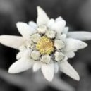 maak - Edelweiss ()