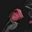 Spaveech - Only One