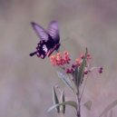Handbook - Butterfly (Original mix)