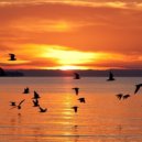 Dave Neff - Mit Vögeln Am See