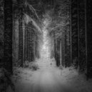 Lion Forest - Snow Crunching