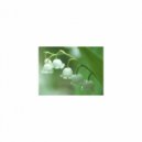 Mindfulness Healing Bgm Project - Alarm & Rest (Original Mix)