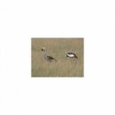 Mindfulness Healing Sleep BGM Project - Stone and Sensitivity (Sleep BGM)