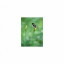 Mindfulness Healing Sleep BGM Project - Spring and Tension