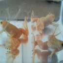 Dirty Lee - Banare ()