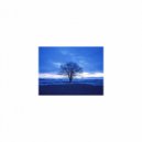 Mindfulness Healing Sleep BGM Project - Dandelion and Music therapy