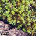 Logman N Pstump - Dodgy Fairy ()