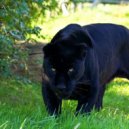 KraP - PANTERA (Iblis remix)