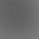 NUVR13 - Защитная Реакция ()