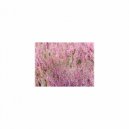 Mindfulness Healing Sleep BGM Project - Amethyst & Hearing
