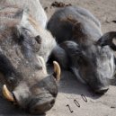 Dmitry SharD - ZOOO Hip-Hop ()