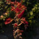 Ara Coiset - Velo ()