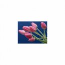 Mindfulness Healing Sleep BGM Project - Courbet and Attraction