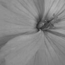 Satoshi Imano - Solaris ()