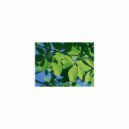 Mindfulness Healing Sleep BGM Project - Circulation and Coping skills (Sleep BGM)