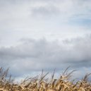 Miles Lui - Love To Lose ()