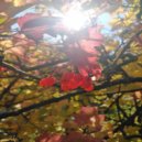 Владимир Кошеленко - The Circle ()