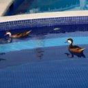 teegothy - СОПРАНО ()