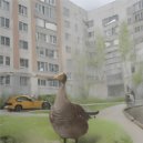 осенняя деменция - скромная ошибка индивида ()