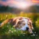 Ruidos del océano & Música para Perros Playlists & Música para perros solo en casa - Gentil Felicidad Del Perro