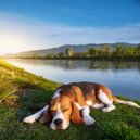 Hola sonidoz & Música para Relajar Caninos & Música para Relajar Perros y Gatos - Puro Ritmo De Cachorro ()