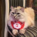 Reef Nyzzy - Holiday Rush ()