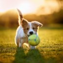 Patas para el pensamiento & Academia del sueño canino & Ansiedad De Los Perros - Susurros De Días Silenciosos Para Perros