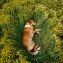 Ritmos Binaurales Entretenimiento de Ondas Cerebrales & Musica-para-Relajar-Perros & Musicoterapia c - Sueño Silencioso De Perro ()