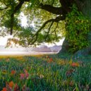 Jully - Dewdrops on Grass