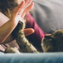 Aesthetic Music & Relaxing Music for Cats & Relaxing Music for Cats Moments - Tranquil Cat Lofi Serenade ()