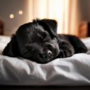 Esculturas sonoras colectivas & Musica-para-Relajar-Perros & Musicoterapia canina - Ritmos Suaves De Descanso