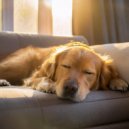 Bosque ambiental & Música para perros de moda & Musica para Perros Momentos - Latidos Suaves Para Perros