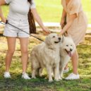 Cliruma & Music For Dogs With Anxiety & Radiant Sounds - Radiant Dogs' Lofi Waves