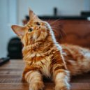 Music for Resting Cats & Music for Cats Vibes & Lofi Vibes - Liberating Cat Soundscapes