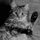 Reef Nyzzy - Monk (Speed Up)