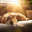 Desayuno suave & Zona de relajación para perros & Perros relajantes - Acordes De Energía Suave ()