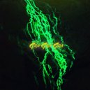 Stiven Starex - Gra Gra Gra ()