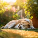 Musica Feliz & Listas de reproducción de música relajante para perros & Música para la ansiedad del  - Acordes Complementarios Cálidos