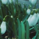 фиолетовый замок - туманный фонарь ()