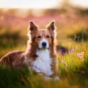 Joyful Harmony Music & Dog Music Sessions & Calm Dog Moments - A Quiet Moment Under The Stars