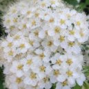 Trapeznikov music & Home Study - Flower honey ()