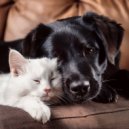 Harmonious Pet Rest & Firday holiday & Bird Sounds Ambiance - Tiny Heart In The Big Silence