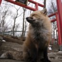 fowww - 333-dreams ()