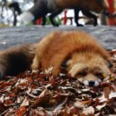 fowww - 344-realize ()