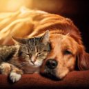 Pet Balance & Cricket Sounds & Calm Music for Pets - Calm Sound for Pet