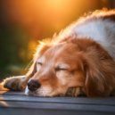 Sonidos para criaturas en paz & Lista de reproducción suave y relajada & Nosotras nos quedamos dentr - Canciones Para Dormir Para Animales ()