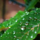 Raincity & Rain Rec. & Rain Recordings & 24H Rain Sounds - Light Rainfall over Forest and Grasslands ()