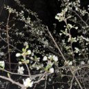 nowordcdx - nature ()